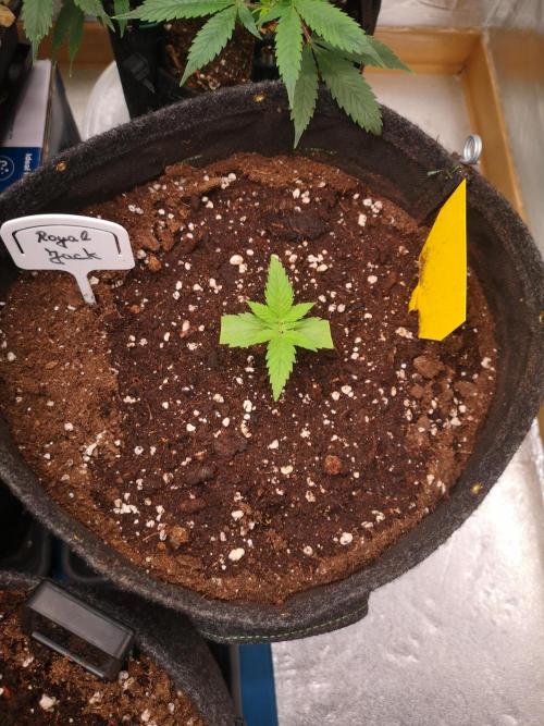 Automatik Run. Week 1