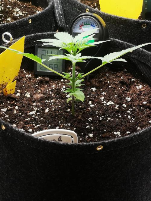 Automatik Run. Week 2