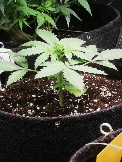 Automatik Run. Week 2