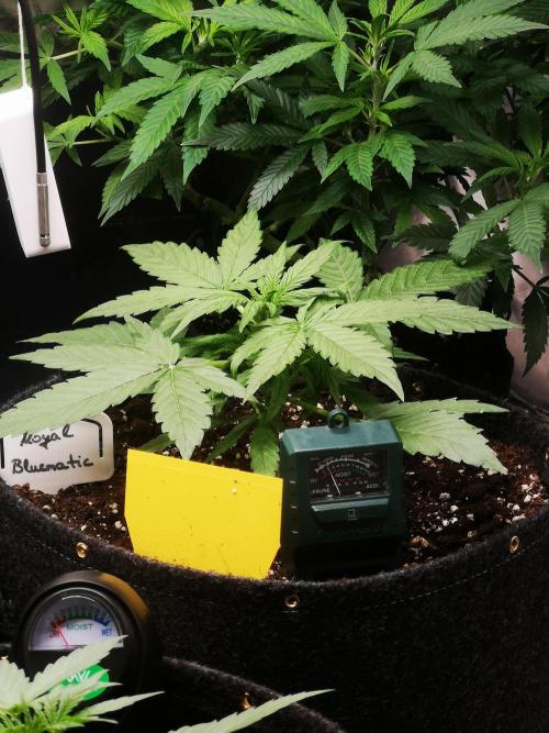 Automatik Run. Week 2