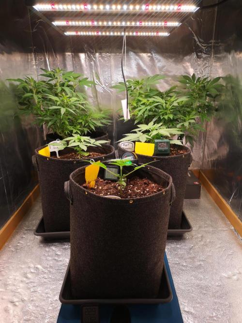 Automatik Run. Week 2