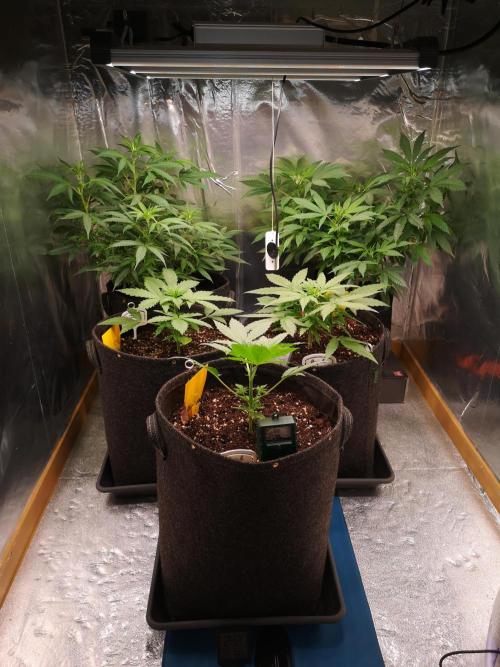 Automatik Run. Week 3