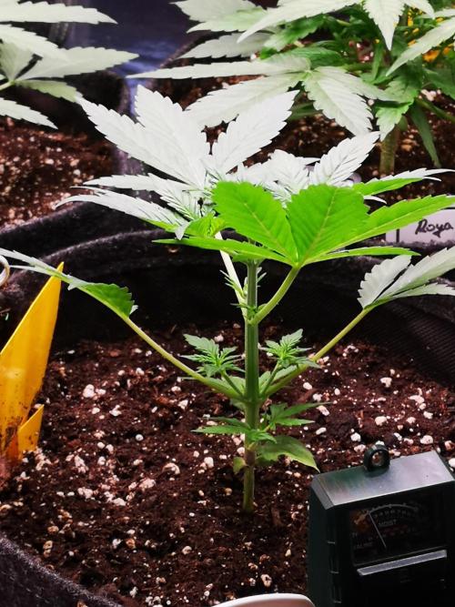 Automatik Run. Week 3