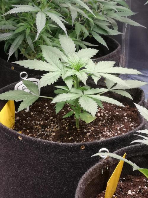 Automatik Run. Week 3