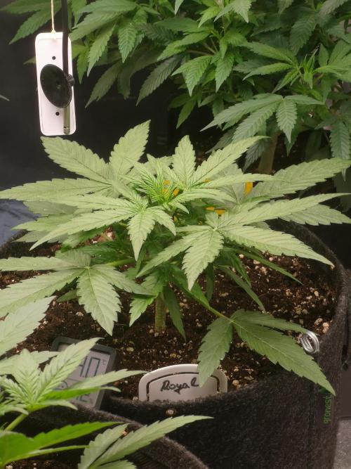 Automatik Run. Week 3