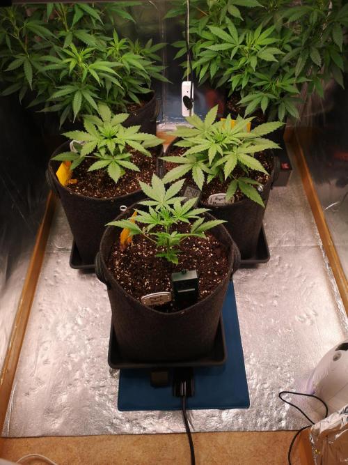 Automatik Run. Week 3