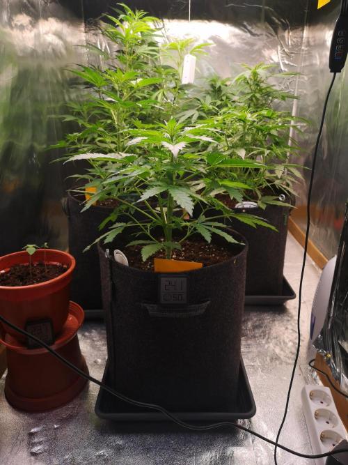 Automatik Run. Week 4