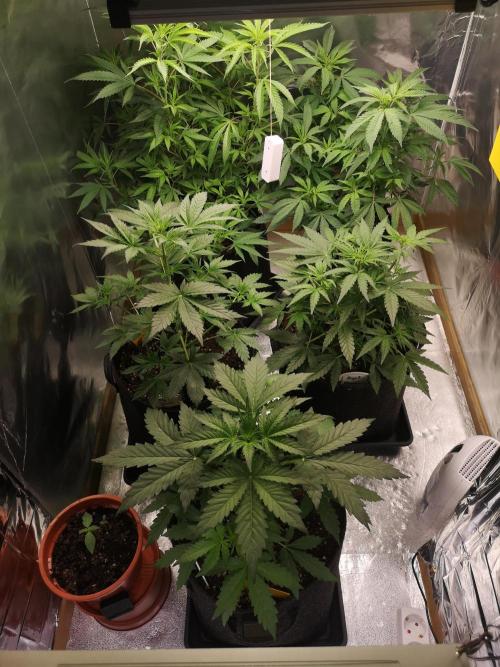 Automatik Run. Week 4