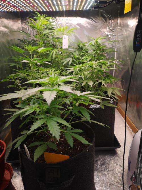 Automatik Run. Week 4