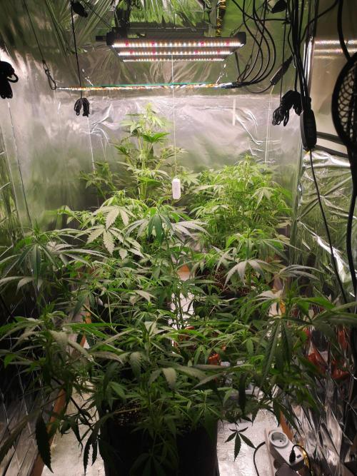 Automatik Run. Week 5