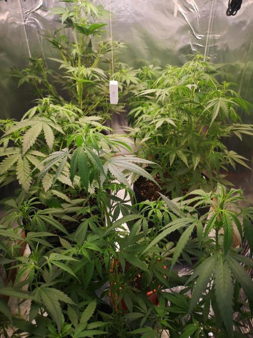 Automatik Run. Week 5