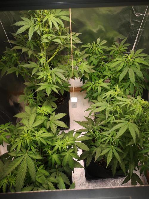 Automatik Run. Week 5