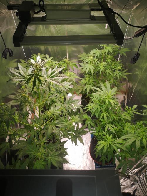 Automatik Run. Week 6