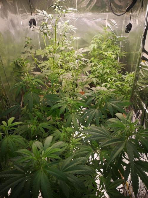 Automatik Run. Week 6