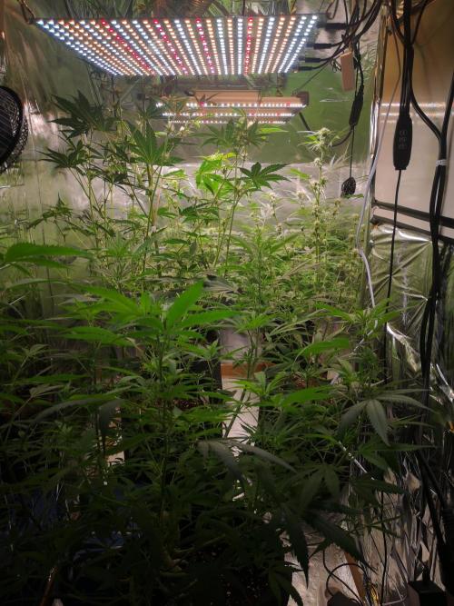 Automatik Run. Week 7