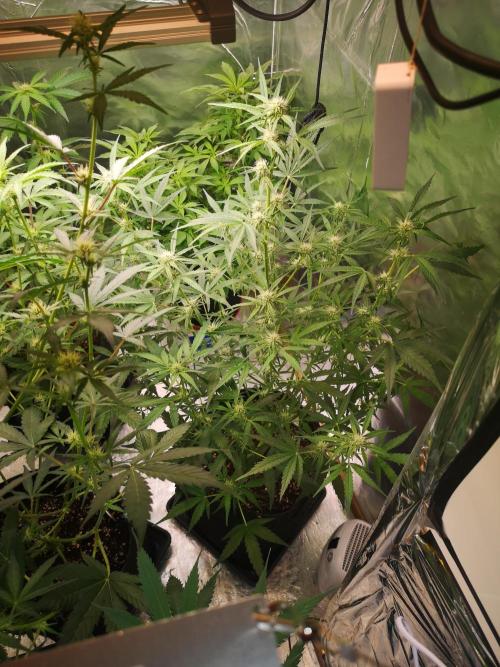 Automatik Run. Week 7