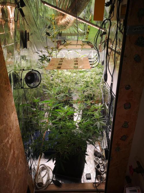 Automatik Run. Week 7