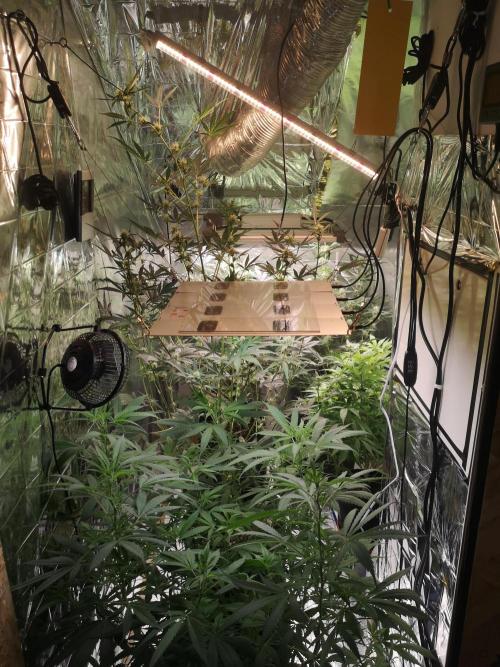 Automatik Run. Week 8