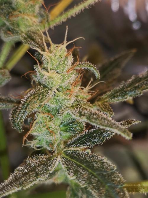 Automatik Run. Week 9