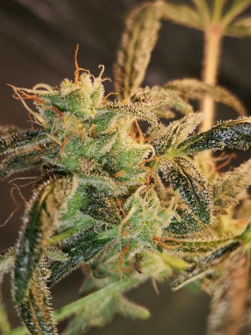 Automatik Run. Week 9