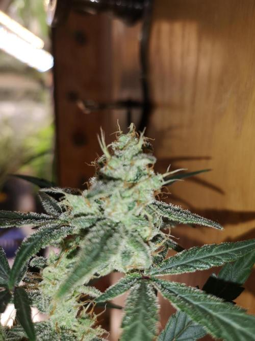 Automatik Run. Week 9