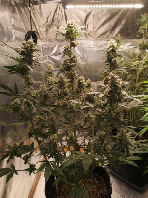 Automatik Run. Week 10