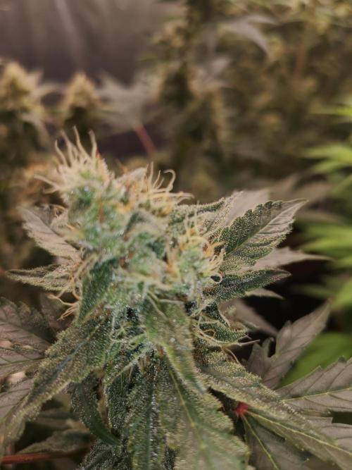 Automatik Run. Week 10