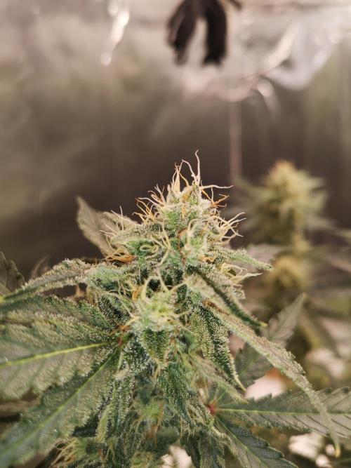 Automatik Run. Week 10