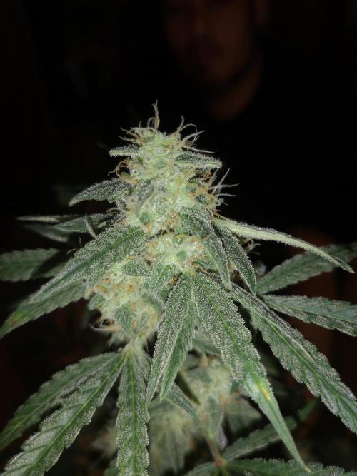 Automatik Run. Week 10