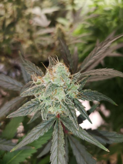 Automatik Run. Week 11