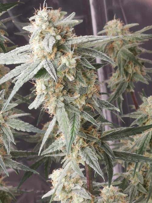 Automatik Run. Week 11