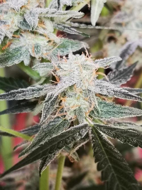 Automatik Run. Week 11