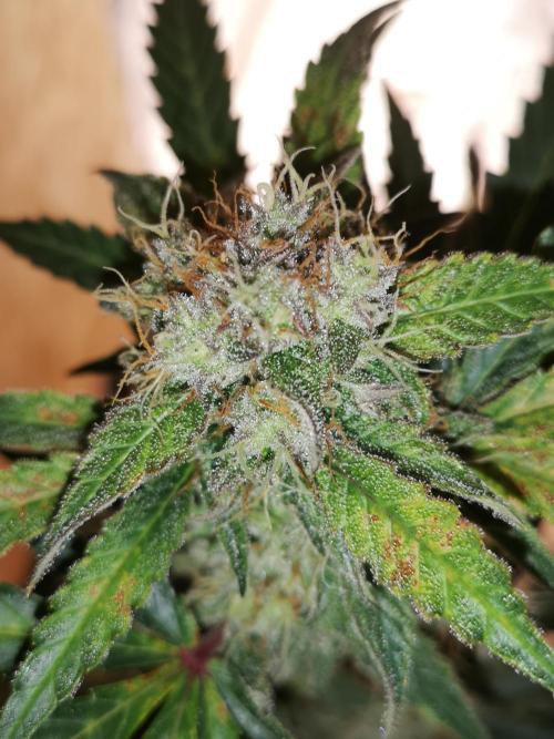 Automatik Run. Week 12