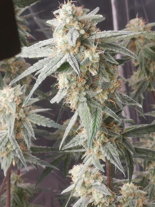 Automatik Run. Week 12