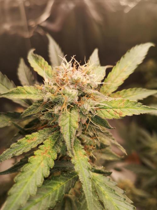 Automatik Run. Week 12