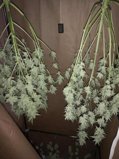 Automatik Run. Week 13