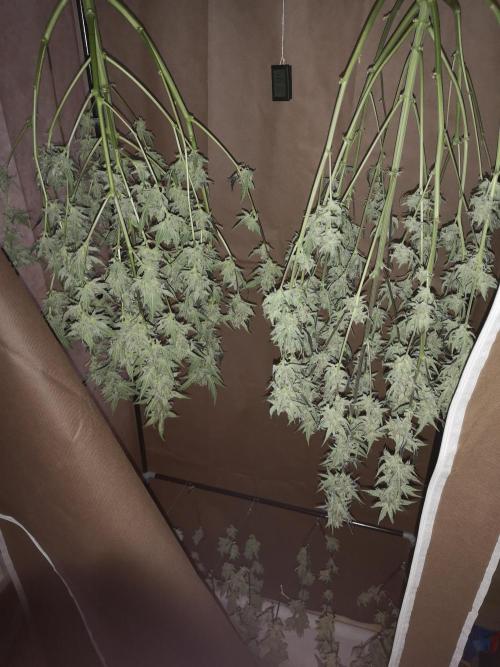 Automatik Run. Week 13