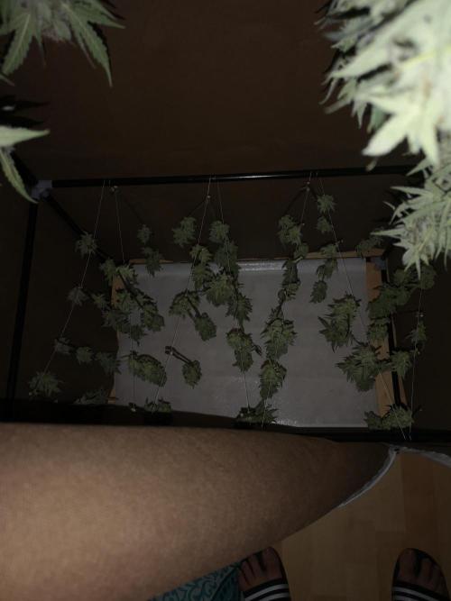 Automatik Run. Week 13