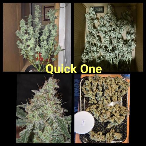 Automatik Run. Week 13