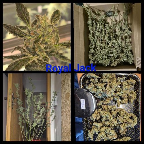 Automatik Run. Week 13