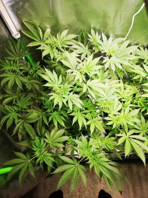 Skywalker/Chemira/Cherry. Week 6