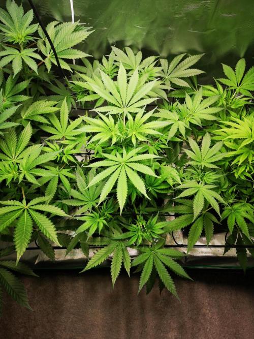 Skywalker/Chemira/Cherry. Week 6