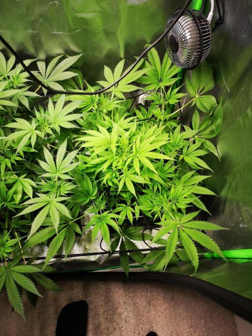 Skywalker/Chemira/Cherry. Week 6