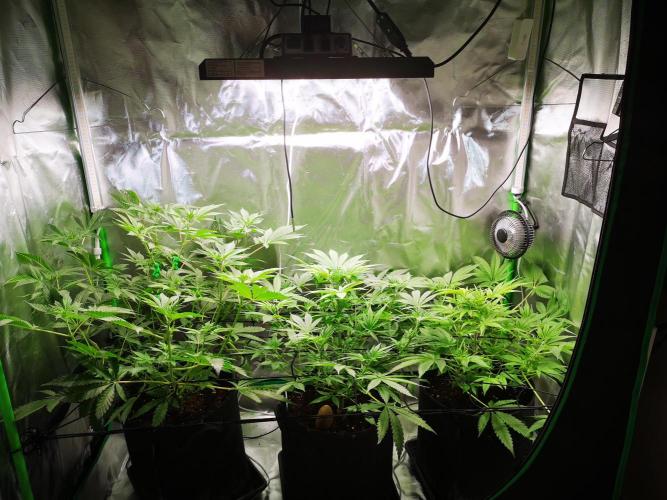 Skywalker/Chemira/Cherry. Week 6