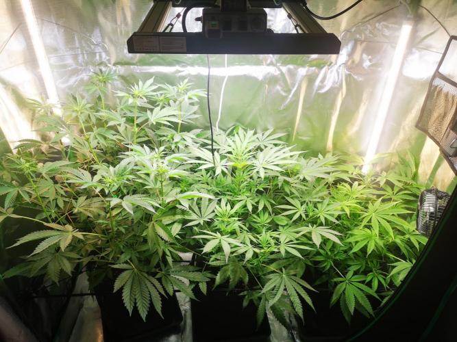 Skywalker/Chemira/Cherry. Week 7