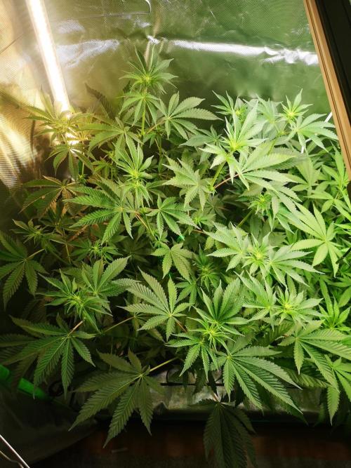 Skywalker/Chemira/Cherry. Week 7