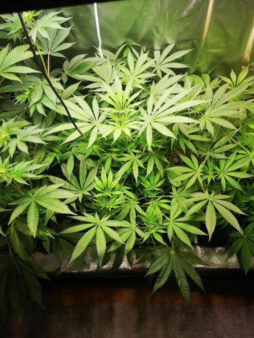 Skywalker/Chemira/Cherry. Week 7