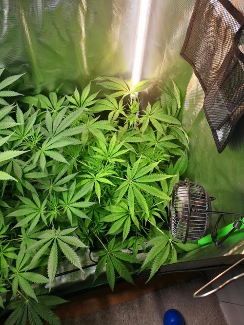 Skywalker/Chemira/Cherry. Week 7