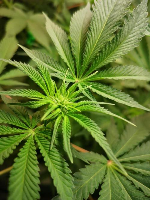 Skywalker/Chemira/Cherry. Week 7