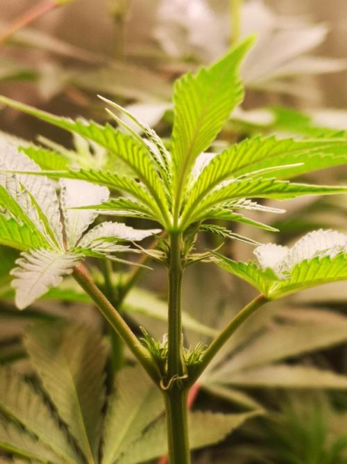 Skywalker/Chemira/Cherry. Week 7